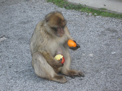 Gibraltar ape citizen.